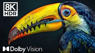 THE WORLD OF BIRDS in Dolby Vision™ | 8K HDR 60FPS