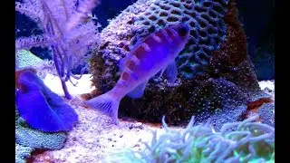 Setting up my LEDs for Optimum Coral Growth and Color