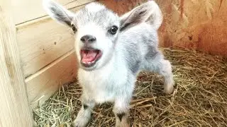 Funniest ANIMALS Videos 2024 That Will Make You Laugh Harder 😂