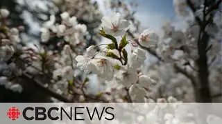 Toronto's cherry blossoms are in bloom early this year