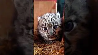 🎉 Congratulations! you've just been booped by a snow leopard cub! #cub #snowleopard #cute #kitten