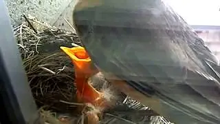 Baby Birds - Lunch is Served