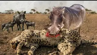 Tragic Moment Cheetah Has Suffered While Hunting Their Warthog - What Happened?