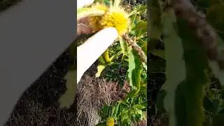 Chestnuts Spiky Capsule