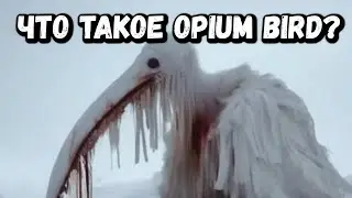 ЧТО ТАКОЕ OPIUM BIRD?