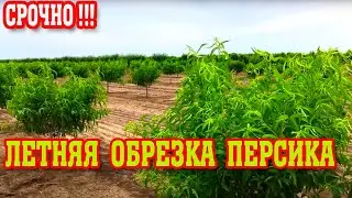 СРОЧНО!!! ЛЕТНЯЯ ОБРЕЗКА ПЕРСИКА / опытный участок