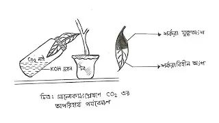 HSC Biology Practical Drawing || এইচএসসি জীববিজ্ঞান ব্যবহারিক চিত্র অঙ্কন