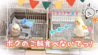 隣のご飯はアタチのご飯☺💕