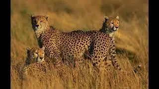 5 Different Types of Cheetah Subspecies