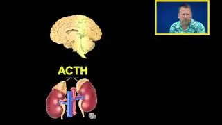 Cortisol and Glucocorticoids