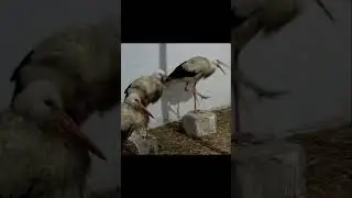 #animals