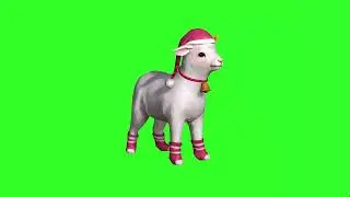 Rare Sheep green screen HD animation 