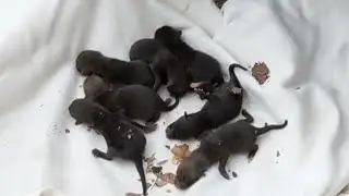 Firefighters thought they were rescuing puppies, but the animals turned out to be not dogs at all