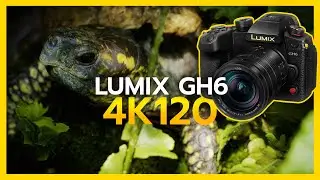 Tampa Aquarium Exploration: LUMIX GH6 4K 120fps Footage