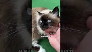 Почему кошка вас бодает? ❤️ 