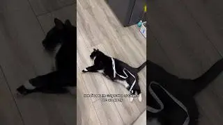 ОЖИРЕНИЕ КОТА НЕ ПОБЕДИТЬ 
