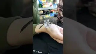 стрекоза первый полёт