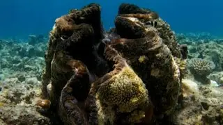 Diving into the Depths: The Magnificent World of the Giant Clam