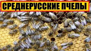 СРЕДНЕРУССКИЕ ПЧЕЛЫ ||  СРЕДНЕРУССКИЕ ПОРОДА ПЧЕЛ