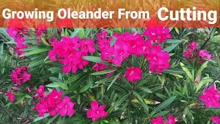 Pink Oleander| Oleander| Kaner | 