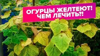 ЖЕЛТЫЕ ЛИСТЬЯ НА ОГУРЦАХ. БОЛЕЗНИ ОГУРЦОВ. ДИАГНОСТИКА. ЛЕЧЕНИЕ