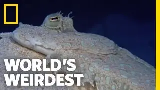 Flounder is Master of Disguise | Worlds Weirdest