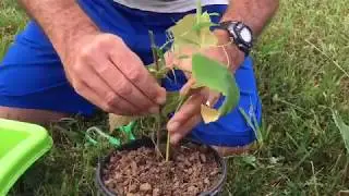 How To Grow Grape Vines Root Cuttings From Existing Plants