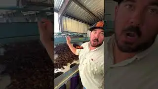 Crawfish Machinery | HOW WE SORT CRAWFISH BY SIZE 🦞 