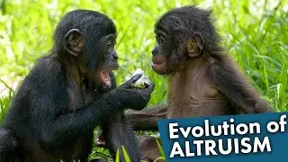 How Altruism Evolved in Humans