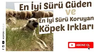 En İyi Sürü Güden ve Sürü Koruyan Köpek Irkları