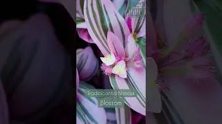 КАДРЫ НЕ ЗАМЕТНЫЕ ОБЫЧНОМУ ГЛАЗУ/ Как РАСПУСКАЕТ ЦВЕТЫ Tradescantia Nanouk / НАНУК/ 