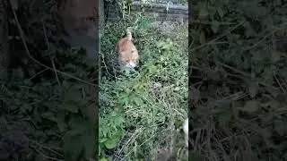 Cat vs stuffy