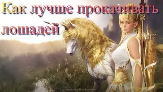 Black Desert / BD: Как лучше прокачивать лошадей