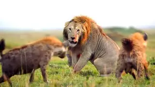 The mighty lion has fallen into the trap of the vile hyenas!