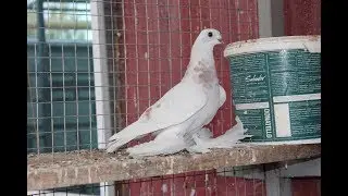 ИГРА ГОЛУБЕИ / ГОЛУБИ /  PIGEONS / TAUBE