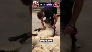 Стрижка овец 🐑🐑 