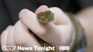 2 Million Snakes Have Taken Over The Island Of Guam (HBO)