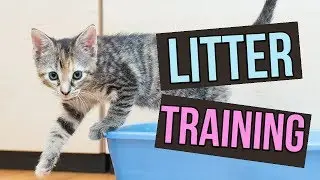 How to Litter Train Baby Kittens