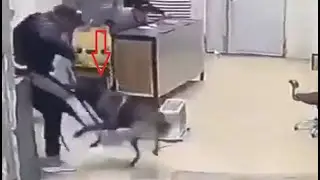 Belgian Malinois attacks people for no obvious reason!!!