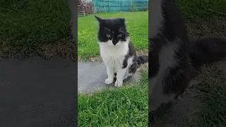 У котика Кузи погода хмурится к дождю 