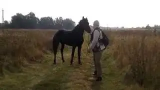 Вторая попытка возвращения лошадей Пржевальского в Чернобыльскую зону.