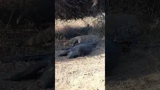 Komodo dragons hunt big wildboard😱#shortvideo