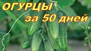 ОГУРЦЫ ЗА 50 ДНЕЙ! От посадки до сбора урожая в одном видео