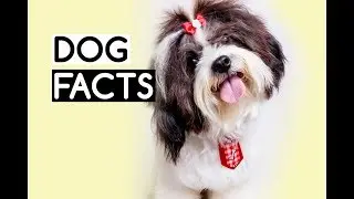 10 Fun Facts about Dogs or Puppies