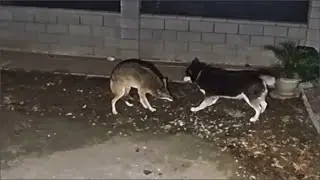 Husky vs Coyote Stand Off!!!