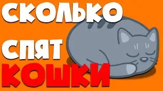 Сколько спят кошки | Интересные факты