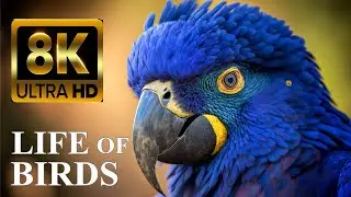 LIFE OF BIRDS 8K Ultra HD – Nature Documentary