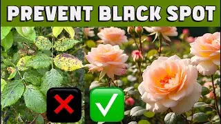 PREVENT BLACK SPOT. It's much easier than you think & it wont cost a thing. #rosegrowingtips