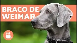El perro weimaraner o braco de Weimar