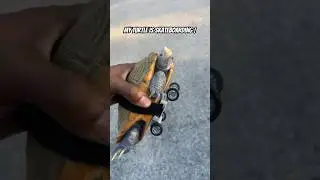 My turtle Oreo wanted to try skateboarding!